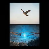 Electric Flicker by Kestrel & Nyx — Trance Energetic cover art on WeavyAudio