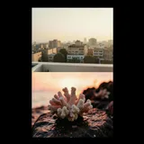 Bleeding Coral by The Lagos Sons — House Energetic cover art on WeavyAudio
